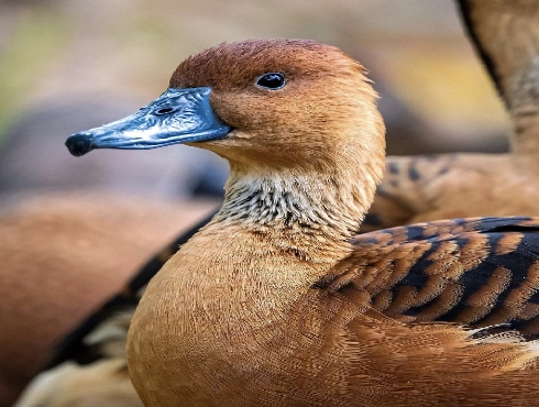 Fulvous Whistling-duck